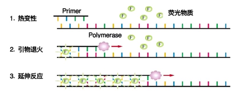 熒光定量PCR 熒光定量PCR