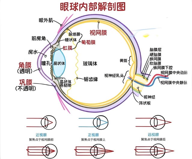 視網(wǎng)膜眼科中不同波長(zhǎng)濾光片的應(yīng)用